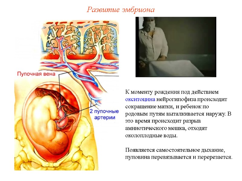 К моменту рождения под действием окситоцина нейрогипофиза происходит сокращение матки, и ребенок по родовым К моменту рождения под действием окситоцина нейрогипофиза происходит сокращение матки, и ребенок по родовым